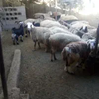 فروش گوسفند زنده کهره وبره