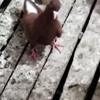 ماده سورخ دوم سفید درج یک|پرنده|سوسنگرد, |دیوار