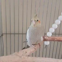 طوطی عروس هلندی|پرنده|هشتگرد, شهرک بعثت|دیوار