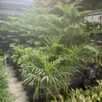 سانسوریا انواع گل وگیاه اپارتمانی|گل و گیاه طبیعی|تهران, مشیریه|دیوار