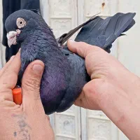 کبوتر رنگی سوسنگرد