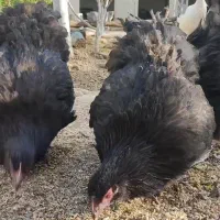 تخم نطفه دار اورپینگتون و ویاندوت|حیوانات مزرعه|تهران, جی|دیوار