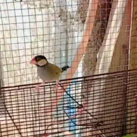 یک عدد نرگسی جفت فنچ معاوضه