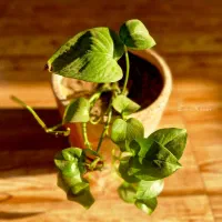 گوشیF54|موبایل|مسجد سلیمان, |دیوار