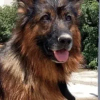 سگ وارداتی ژرمن ماده