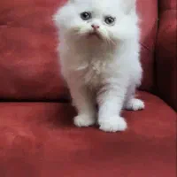 پرشین&برتیش|گربه|کرمانشاه, |دیوار