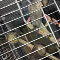 عروس هلندی قیمت مقطود|پرنده|کرج, خلج آباد|دیوار