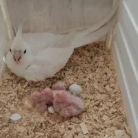 عروس هلندی|پرنده|نورآباد, |دیوار