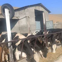 با سلام اجاره گاوداری شیری تازه ساخت