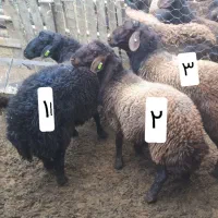 بره قوچ و شیشک همو افشار و قزل افشار|حیوانات مزرعه|مشهد, دانشجو|دیوار