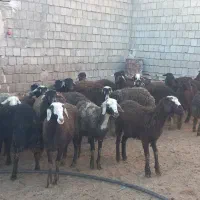 بره ماده افشار