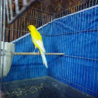 قناری زرد طلایی