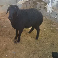 فروش فوری بره نر کاملا سالم ورامین