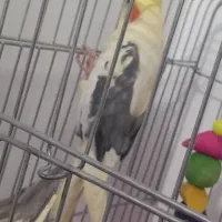 عروس هلندی نر سرحال