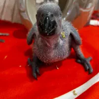 جوجه کاسکو سرلاکی