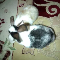 خرگوش ،دلند
