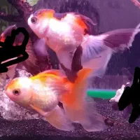 گلدفیش...انابیاس