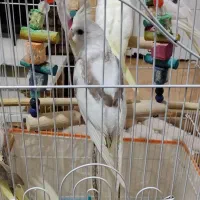 عروس هلندی
