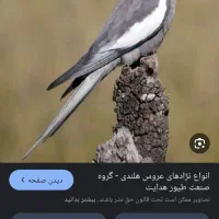 عروس هلندی
