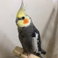 عروس هلندی جفت تخم گذار