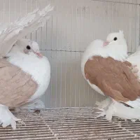 جفت چتری دوکت امریکایی زینتی