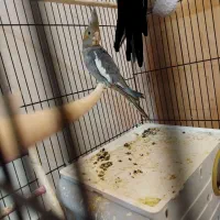 جوجه عروس هلندی نر|پرنده|شیراز, رکن‌آباد|دیوار