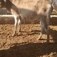 گاو گوساله گوسفند بز بره گاومیش درشادگان|حیوانات مزرعه|شادگان, |دیوار