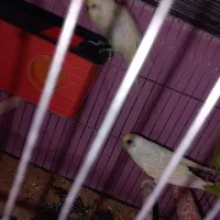 یک جفت مرغ عشق مولددارندتخم می‌گذارند