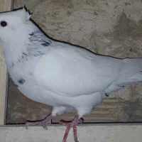 طوقی ماده|پرنده|بندر ماهشهر, |دیوار