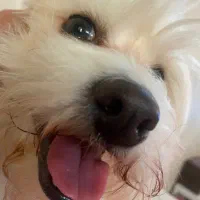 سگ‌ نزاد تریر