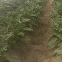 ویزیتور و فروشنده محصولات گلخانه