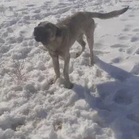 معاوضه سگ با تازی