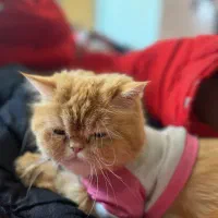 گربه پرشین کت نژاد اصلی