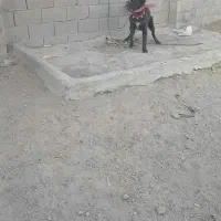 سگ ادمی|سگ|فلاورجان, |دیوار