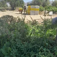 انگور بیدانه درجه یک.