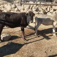 گاو با گوساله|حیوانات مزرعه|مارگون, |دیوار