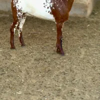 بوئر و صلال