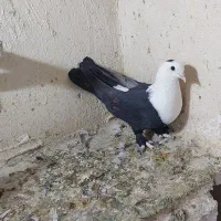 کلاغ کربلایی