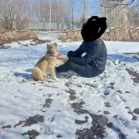 توله نر سرابی|سگ|سراب, |دیوار