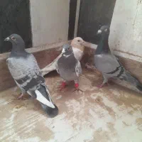 کبوتر پرشی جونه