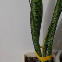 گل سامسوریا