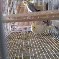 عروس هلندی، گرینچیک، فنچ، کوتوله|پرنده|زابل, |دیوار