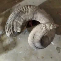 شاخ قوچ کوهی بزرگ