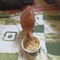 نیمچه برهما