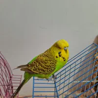 مرغ عشق انگلیسی گرید A|پرنده|اهر, |دیوار