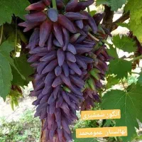 پسته پیوندی / صنوبر/ موندراپ/ فرانسیس|خدمات باغبانی و درختکاری|بیلوار, |دیوار