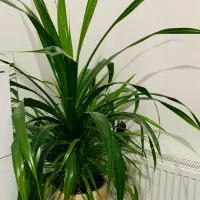 گل های اپارتمانی