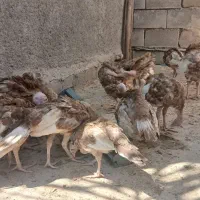 بوقلمونها محلی ۳ماهه
