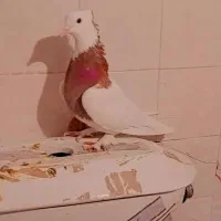 دو جفت کفتر طوقی