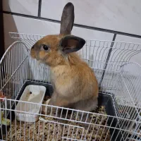 خرگوش لوپ هلندی|موش و خرگوش|شیراز, نصر|دیوار